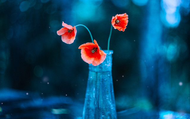 Vase three red flowers forest free wallpaper for desktop - medium preview image