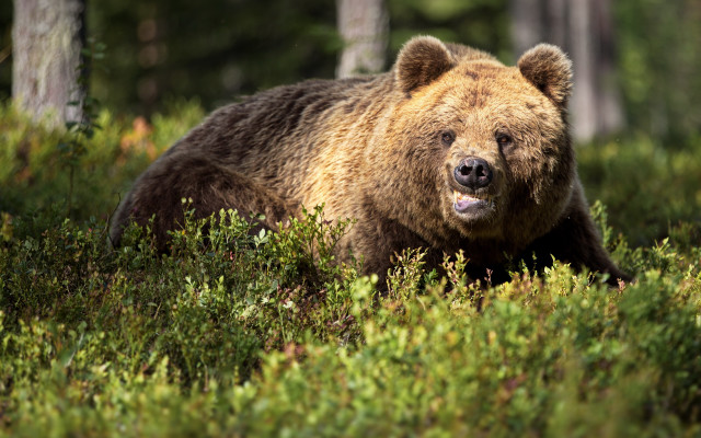 Brown bear forest walking open free wallpaper for desktop - medium preview image