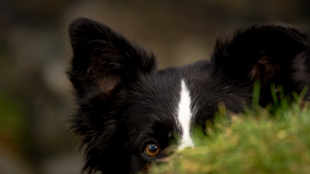 Black white dog white spot free wallpaper for desktop - medium preview image