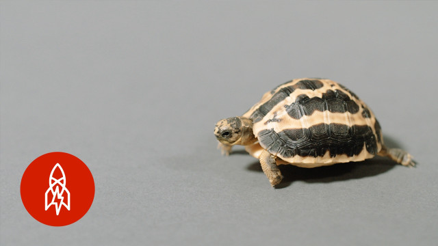 Small turtle gray surface red free wallpaper for desktop - medium preview image