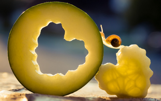 Yellow snail shell fruit surreal free wallpaper for desktop - medium preview image