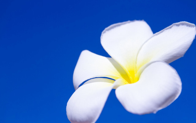 White flower blue sky macro #2 free wallpaper for desktop - medium preview image