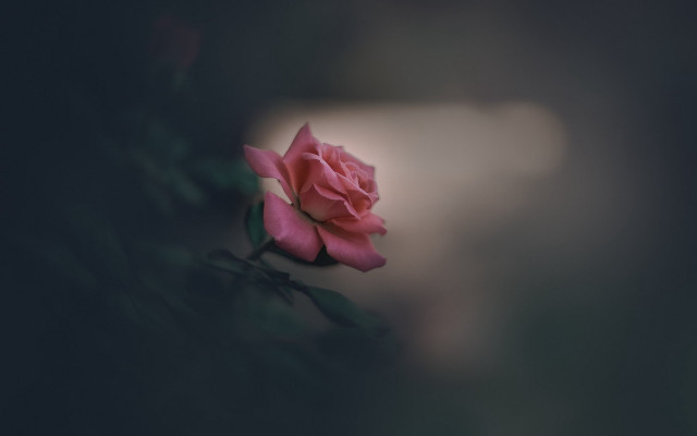 Pink rose night blurry macro free wallpaper for desktop - medium preview image