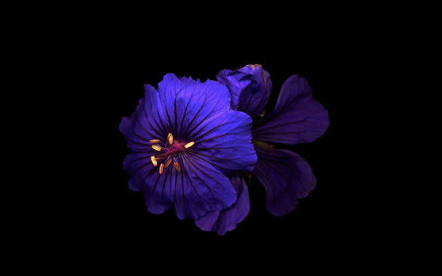 Purple flower yellow center dark free wallpaper for desktop - medium preview image