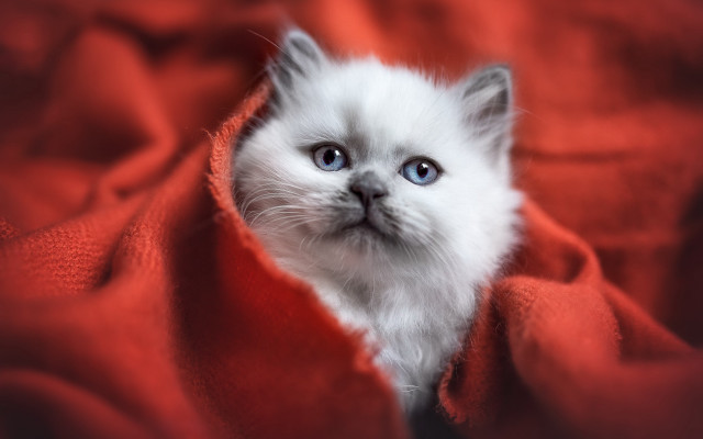 White kitten blue eyes red free wallpaper for desktop - medium preview image