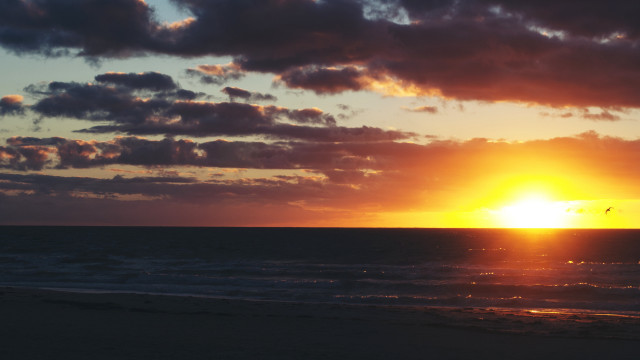 Sunset ocean bird clouds beach free wallpaper for desktop - medium preview image