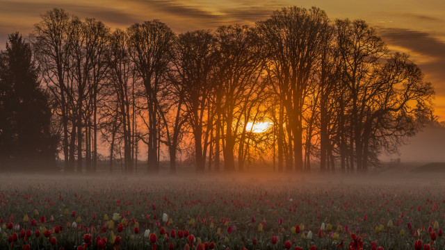 Sunset forest autumn leaves bush free wallpaper for desktop - medium preview image