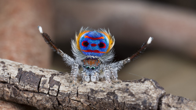 Colorful spider branch closed eyes free wallpaper for desktop - medium preview image