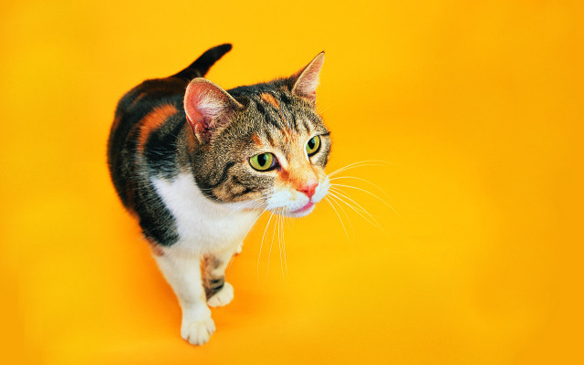 Cat surprised orange gradient sunset free wallpaper for desktop - medium preview image