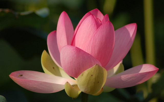 Pink flower yellow stamens macro #3 free wallpaper for desktop - medium preview image