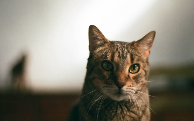 Serious cat blurry background tilt free wallpaper for desktop - medium preview image