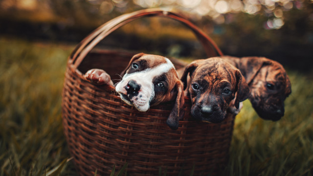 Three dogs basket grass elk free wallpaper for desktop - medium preview image