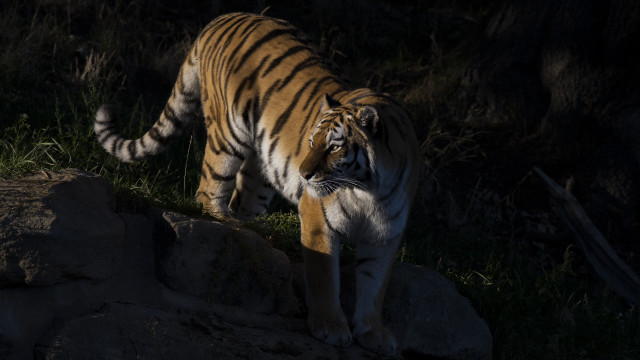 Tiger rocky hillside dark backlit free wallpaper for desktop - medium preview image