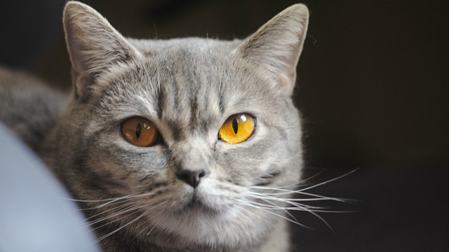 Cat yellow eyes serious look #3 free wallpaper for desktop - medium preview image