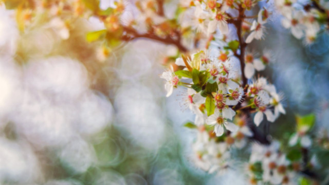 White flower branch bokeh green free wallpaper for desktop - medium preview image