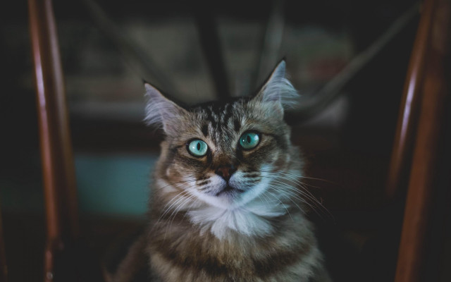 Black cat blue eyes sad free wallpaper for desktop - medium preview image