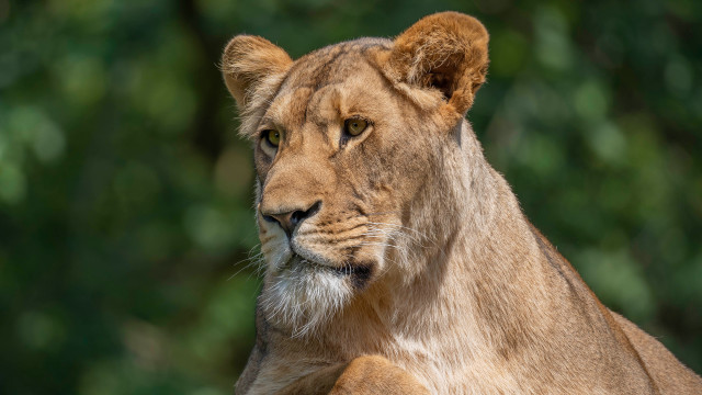 Lion portrait blurry background animal free wallpaper for desktop - medium preview image