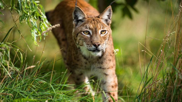 Lynx grassy background animal focus free wallpaper for desktop - medium preview image