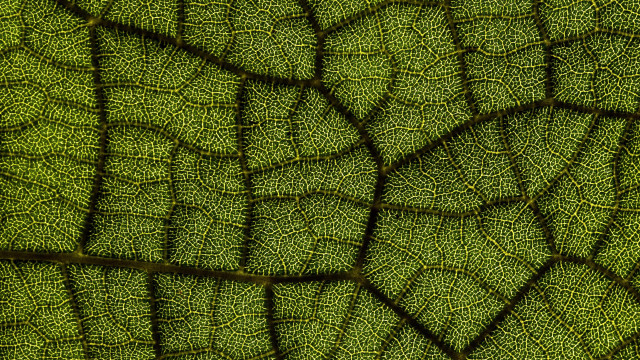 Green leaf fractals macro butterfly free wallpaper for desktop - medium preview image