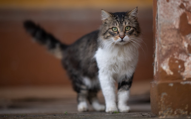 Sad white cat wall green free wallpaper for desktop - medium preview image