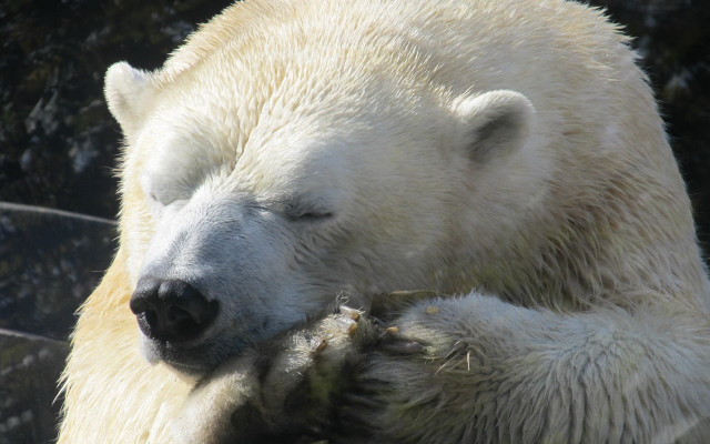 Polar bear sleeping ecological puzzle free wallpaper for desktop - medium preview image