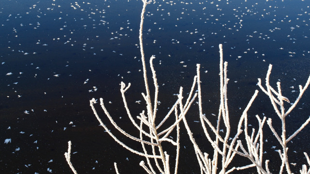 Snowflakes branches water black background free wallpaper for desktop - medium preview image