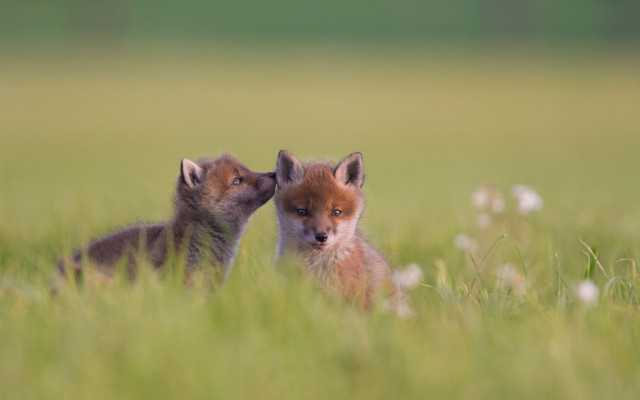 Foxes field flowers blurry depth free wallpaper for desktop - medium preview image