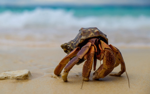 Crab sand ocean rocks wave free wallpaper for desktop - medium preview image
