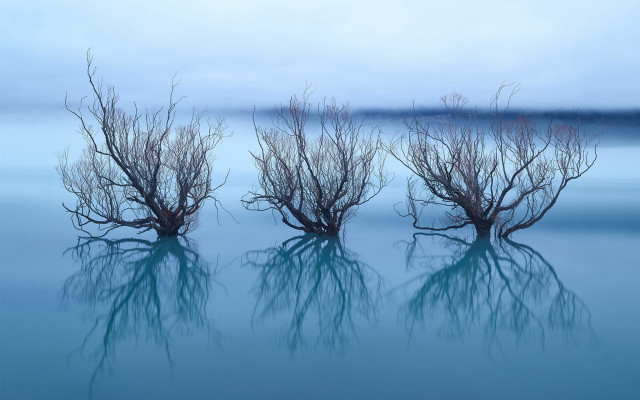 Three bare trees water moonlight free wallpaper for desktop - medium preview image