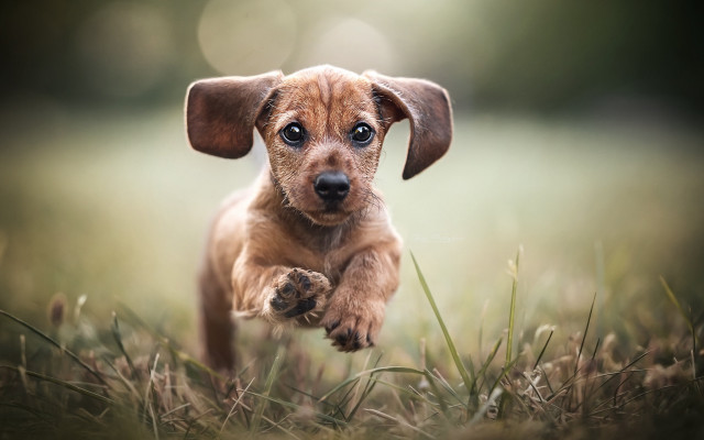 Small brown dog running grass free wallpaper for desktop - medium preview image