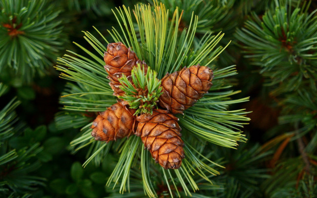 Pine cones branch needles nature free wallpaper for desktop - medium preview image
