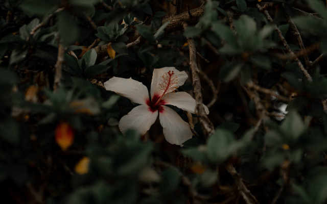 White flower red center green free wallpaper for desktop - medium preview image