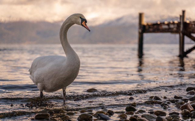 White swan rocky beach pier free wallpaper for desktop - medium preview image