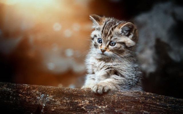 Small kitten wooden log blue free wallpaper for desktop - medium preview image