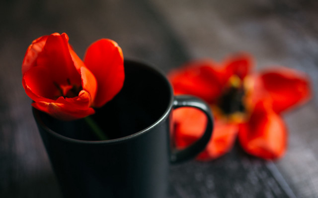 Black cup red flower still free wallpaper for desktop - medium preview image