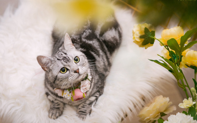 Cat fluffy white rug flowers free wallpaper for desktop - medium preview image