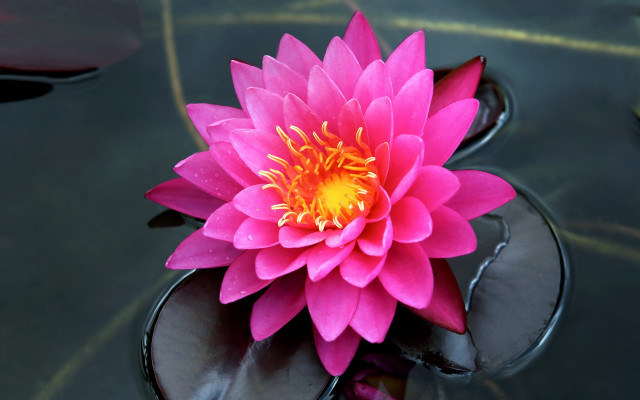 Pink lily pond yellow center free wallpaper for desktop - medium preview image