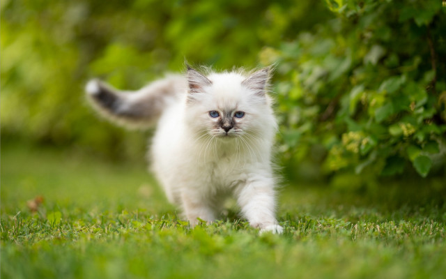 White kitten blue eyes green #2 free wallpaper for desktop - medium preview image