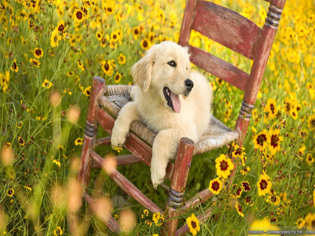 Dog sitting chair field flowers free wallpaper for desktop - medium preview image