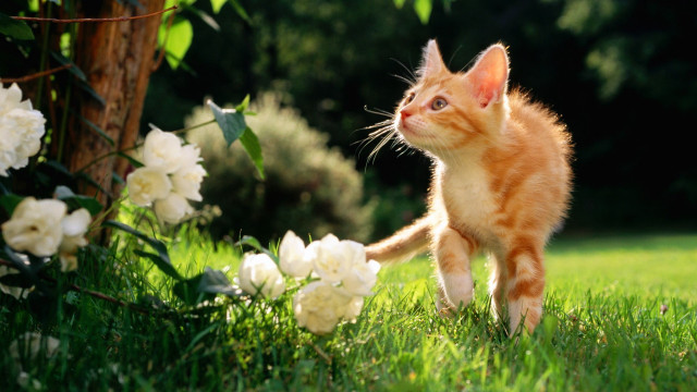 Small kitten walking lush green free wallpaper for desktop - medium preview image