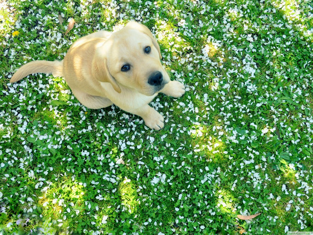 Dog laying grass ball tennis free wallpaper for desktop - medium preview image