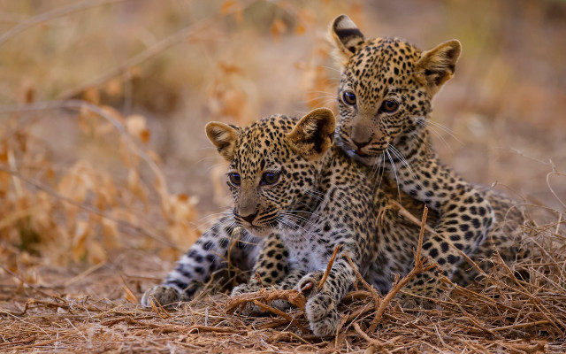 Leopards brush nature wildlife camouflage free wallpaper for desktop - medium preview image