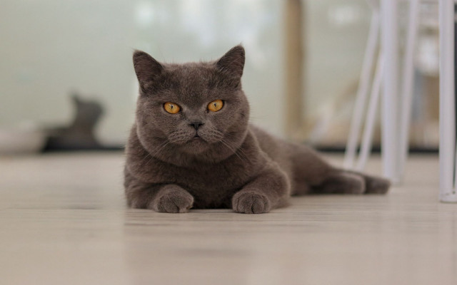 Gray cat curious yellow eyes #3 free wallpaper for desktop - medium preview image