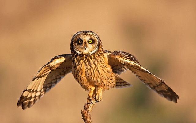 Owl spread wings perched glowing free wallpaper for desktop - medium preview image