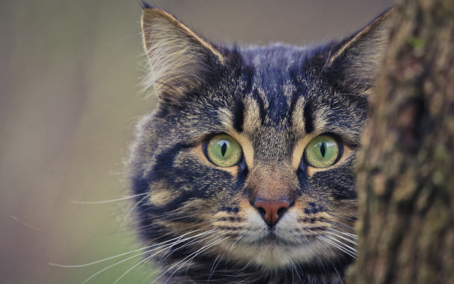 Black cat green eyes behind free wallpaper for desktop - medium preview image