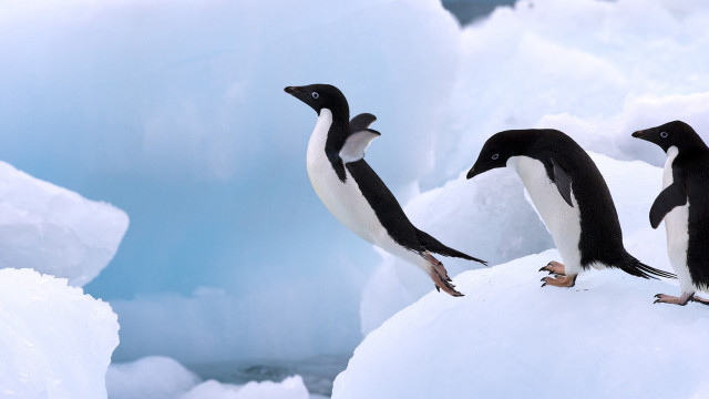 Penguins snow icebergs outdoors award free wallpaper for desktop - medium preview image