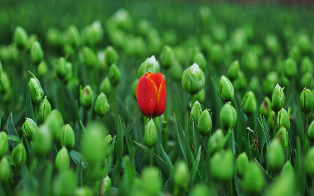 Red tulip green grass shallow free wallpaper for desktop - medium preview image