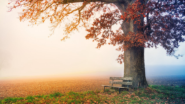 Bench under tree foggy autumn free wallpaper for desktop - medium preview image