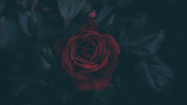 Red rose green leaves dark #2 free wallpaper for desktop - medium preview image