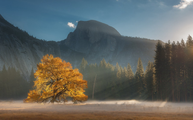Tree mountain fog sunbeam volumetric free wallpaper for desktop - medium preview image